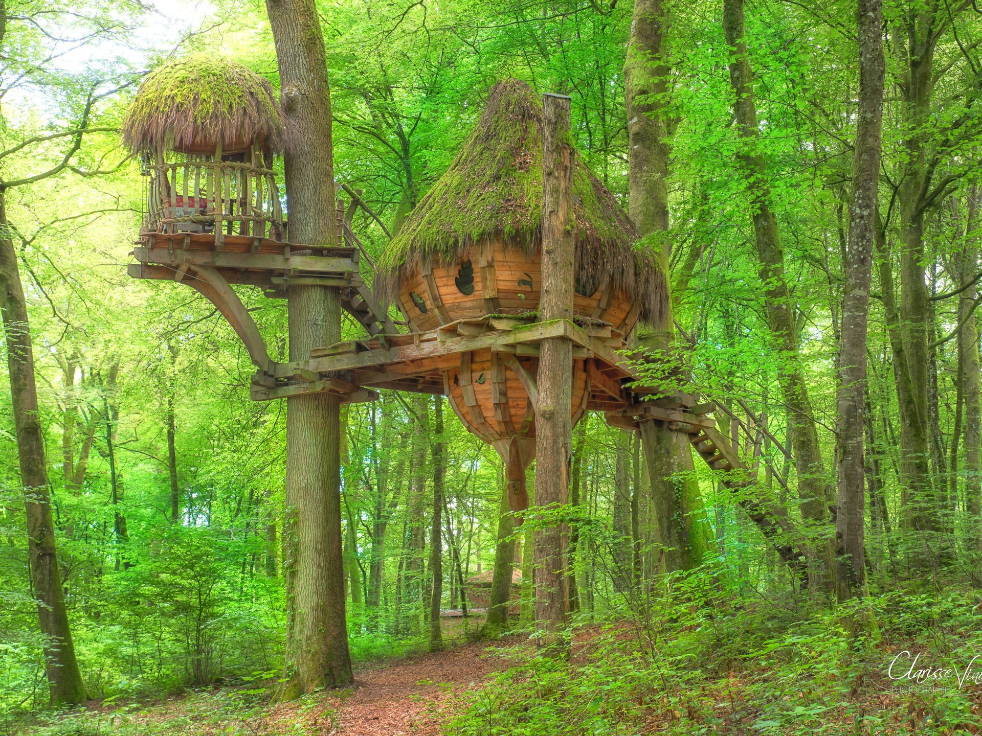 Drommen - Cabane dans les arbres Champagne-Ardenne (Grand Est